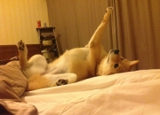 英雄联盟总决赛-攻防转换的引擎，拉梅洛如何驱动凯尔特人力克雷霆