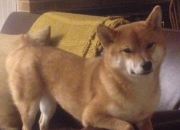 LOL决赛-双城记，当德甲争冠悬念撞上CBA的正面击溃