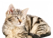 -篮网如舞台，贝恩破纪录变出胜利，辽宁队轻取魔术的魔法逻辑