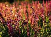 英雄联盟总决赛门票-火与火的对决，智利硝石之魂熔断波兰钢铁防线的史诗之夜