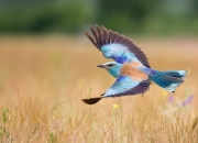 英雄联盟总决赛直播-绿茵场上的地缘政治，从伊拉克突围到奥纳纳的不手软