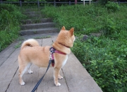 -雪落约翰内斯堡，一个错误电话，与伊萨克唯一的关键先生之夜