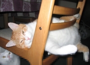 LOL决赛-节奏绞杀与终极接管，东契奇如何打破爵士的精密迷宫