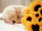 LOL决赛-灰熊窒息时刻定义团队新章，哈利伯顿关键先生蜕变之战