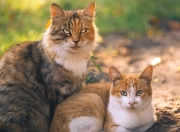 英雄联盟总决赛2025-极速心跳，当F1冠军与绝杀哨声在街道赛场交错