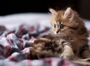 -唯一解，当曼城遇见洪都拉斯，阿克如何拆解无解难题？