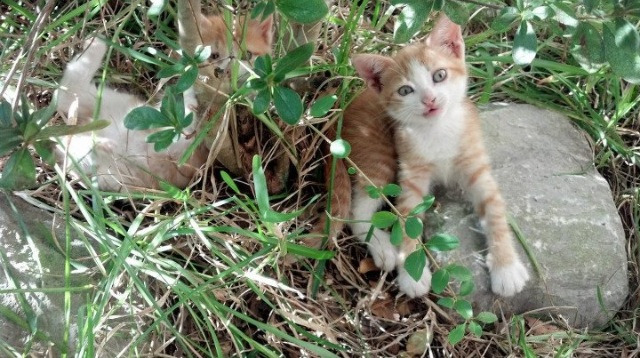 他不是过客,而是最后一块拼图,阿拉巴用意甲之夜宣告自己的独一无二