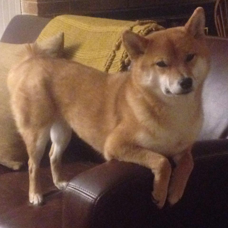 当末节如针缝合胜利,死神镰刀在西决的穹顶刻下唯一