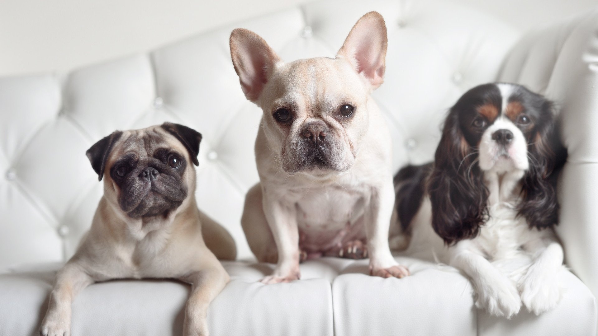 卡塔尔巅峰对决,奥纳纳攻防两端统治,喀麦隆力擒塞内加尔