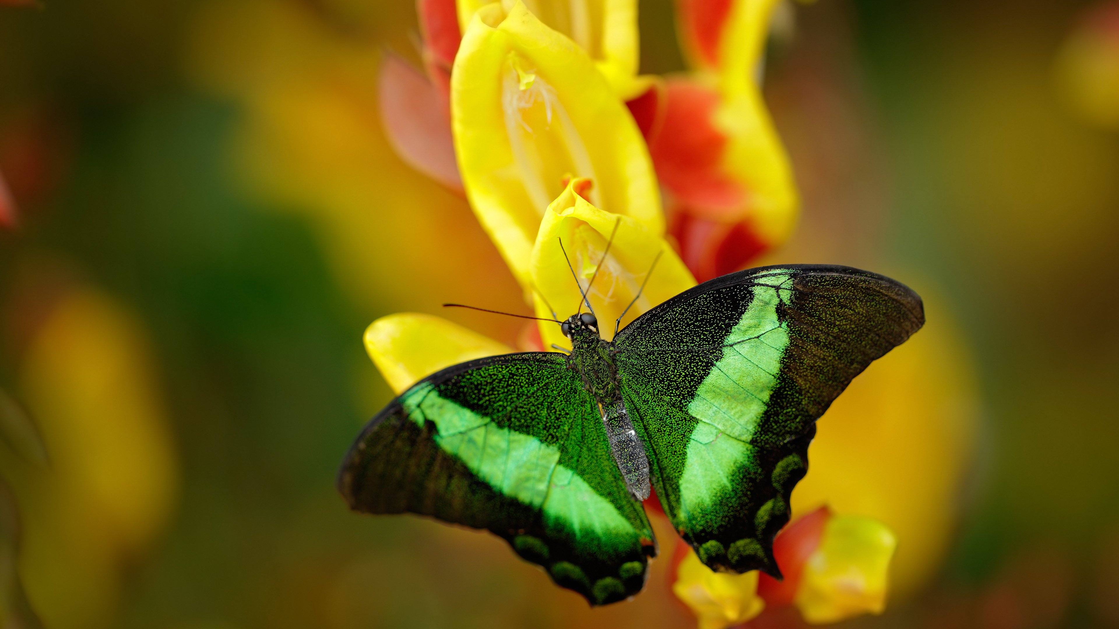跨洲对决，乌拉圭与摩纳哥的绿茵博弈，本泽马关键战再度封神