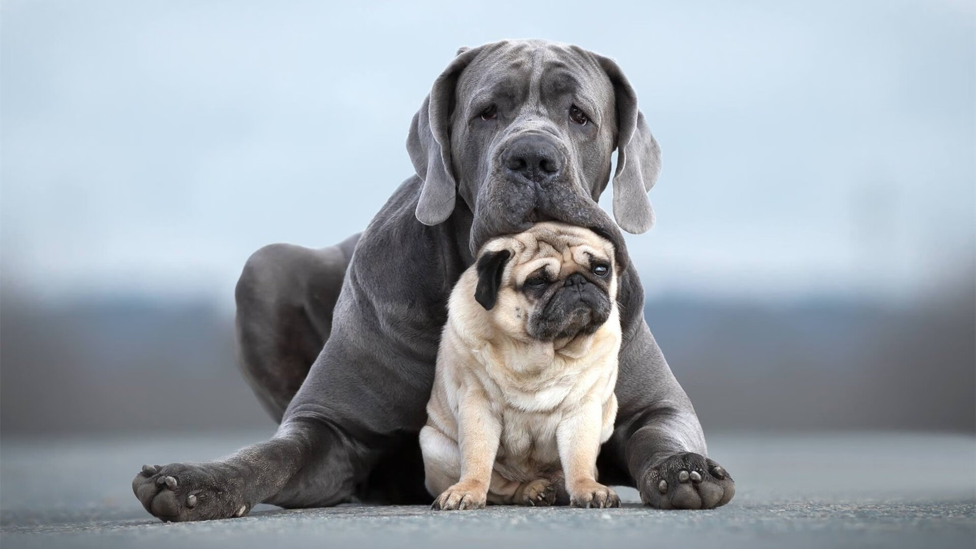 阿圭罗灵魂附体！无名英雄沙姆拉尼导演沙特火力风暴压垮星月军团