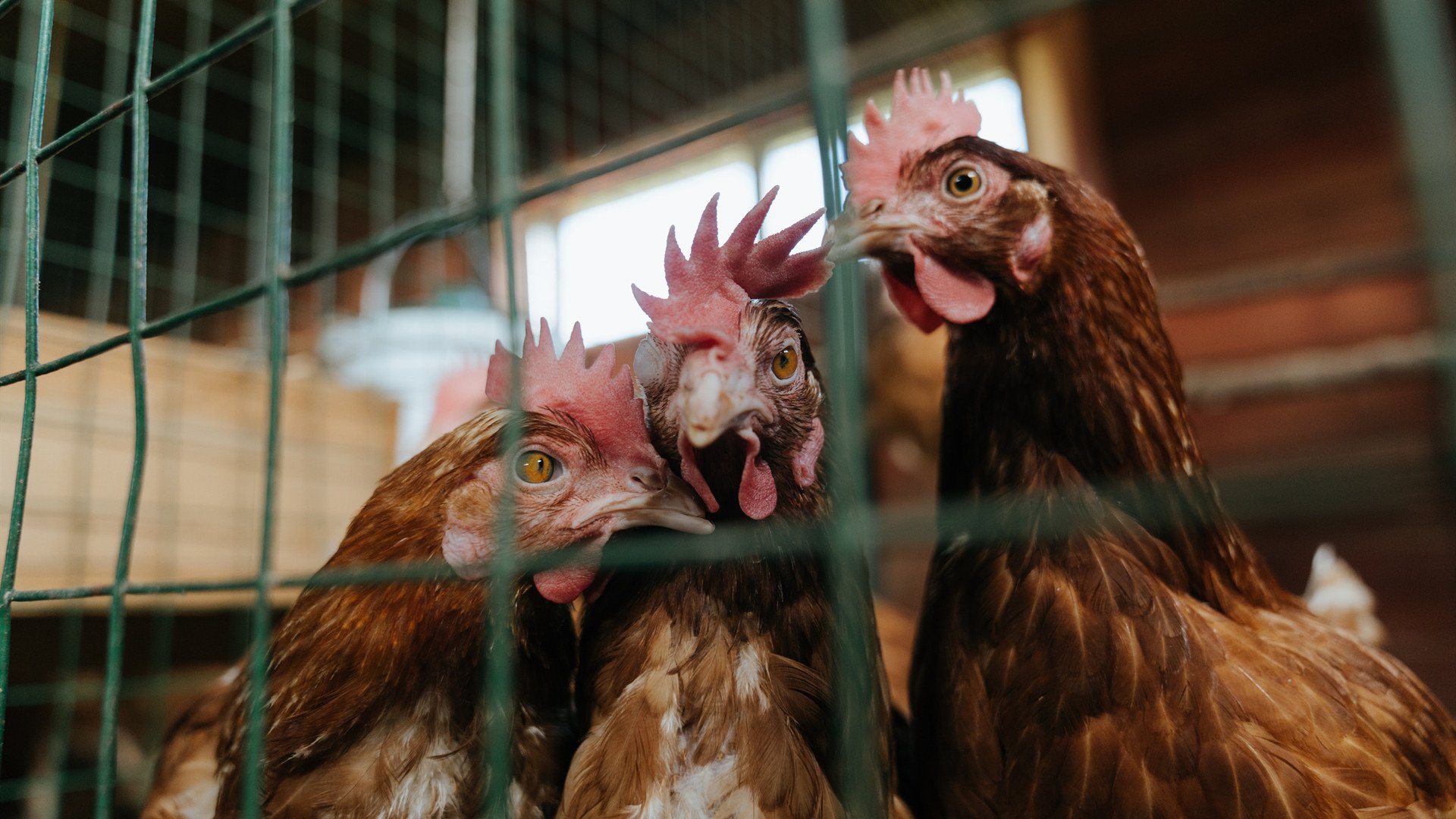 红墙与樱花,一场关于韧性的对话