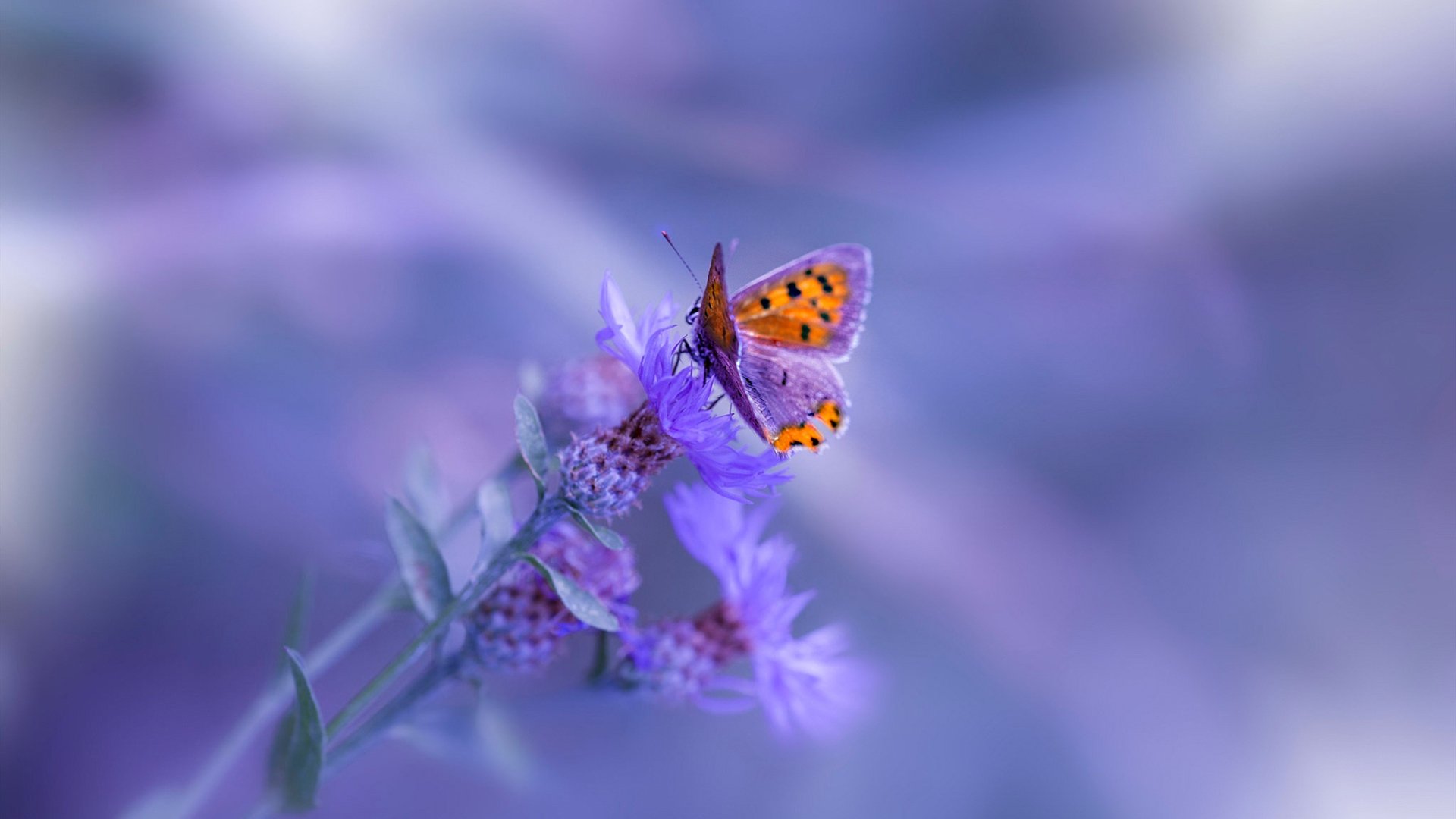 冰与沙的对决,德里赫特一锤定音,伊拉克1-0压制冰岛