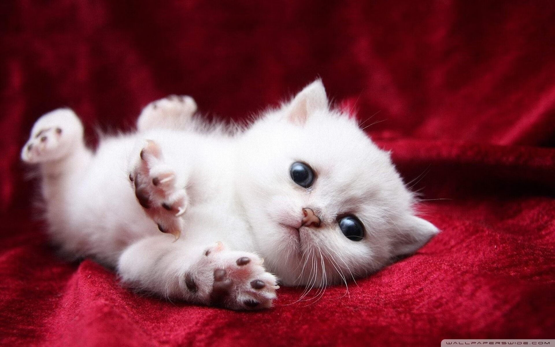 体育晨报，国家德比点燃西班牙，北欧战车加时奏凯