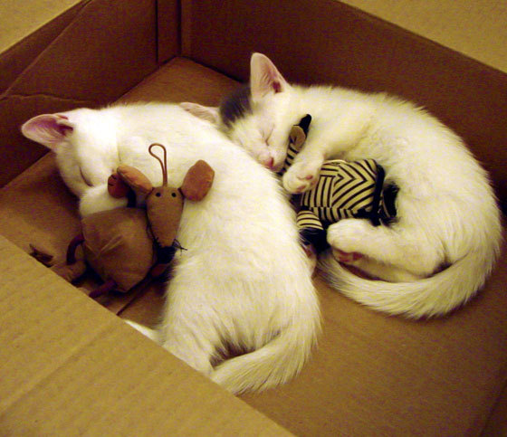 2026世界杯之夜，皮克化身嘴替，用一场解剖秀完成足球评论的暴力革命