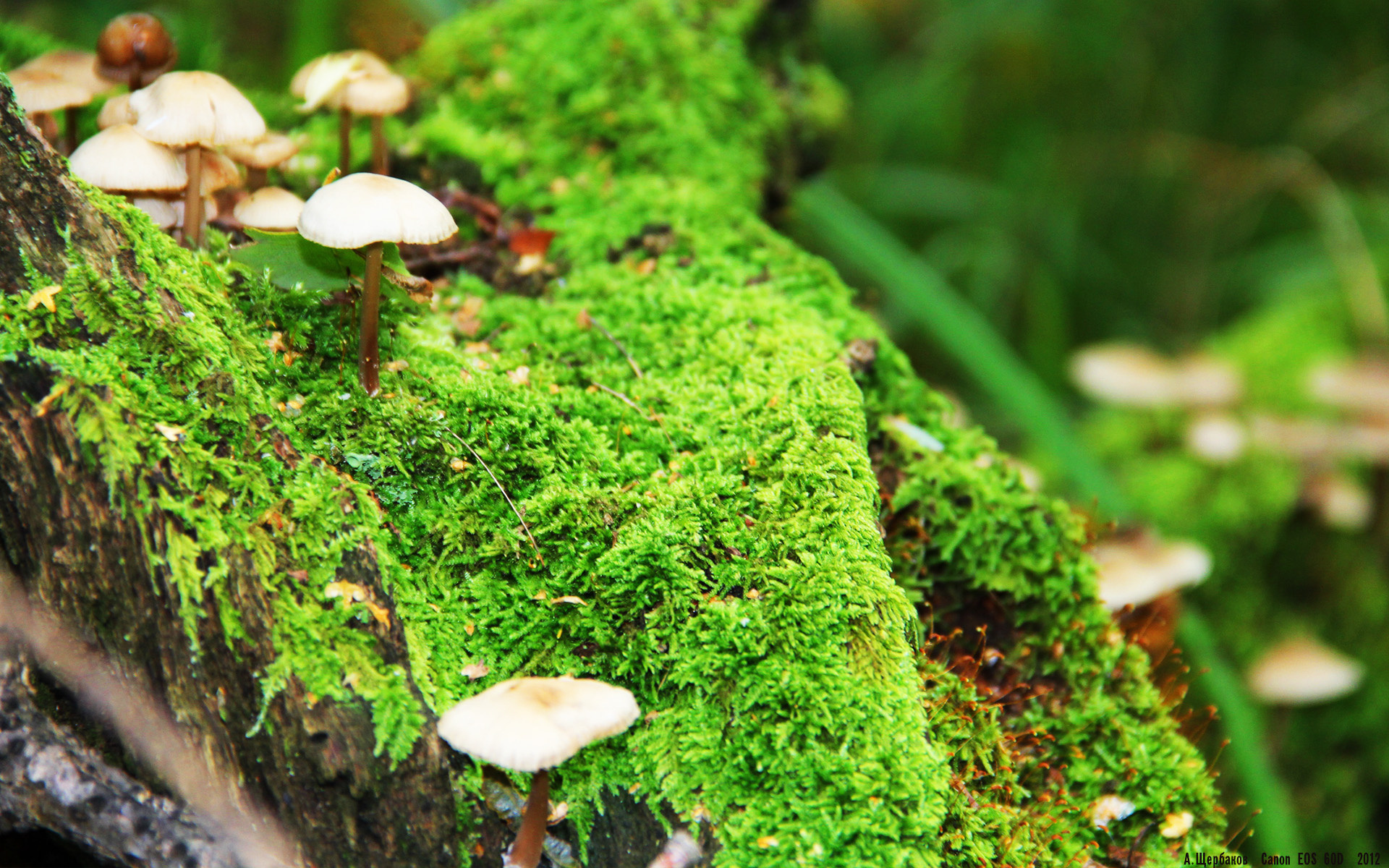 宿敌与新生,当绿军铁血照进欧陆王座