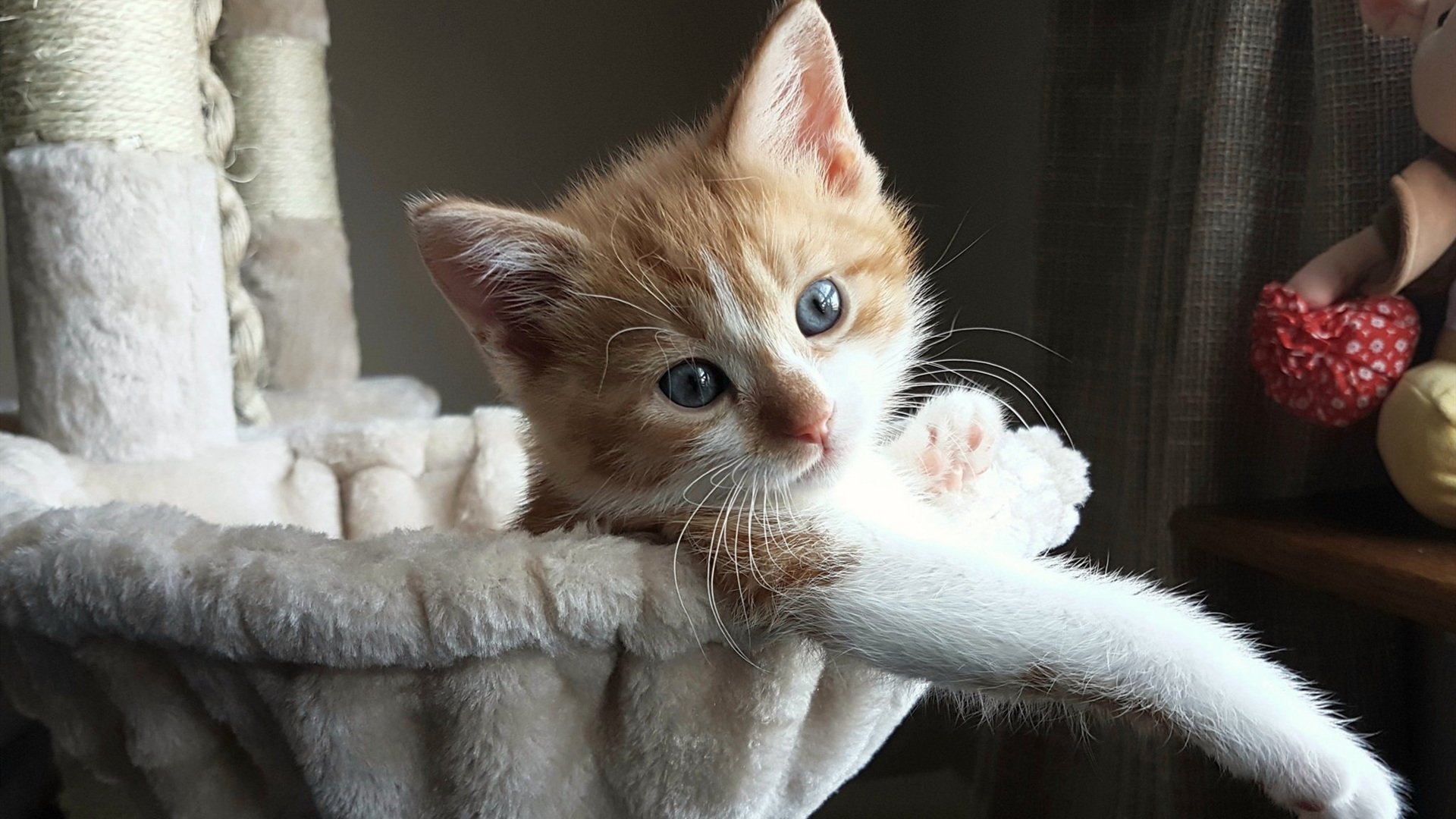 撕裂者与蜂群,保罗如何用手术刀般的传球肢解灰熊防线