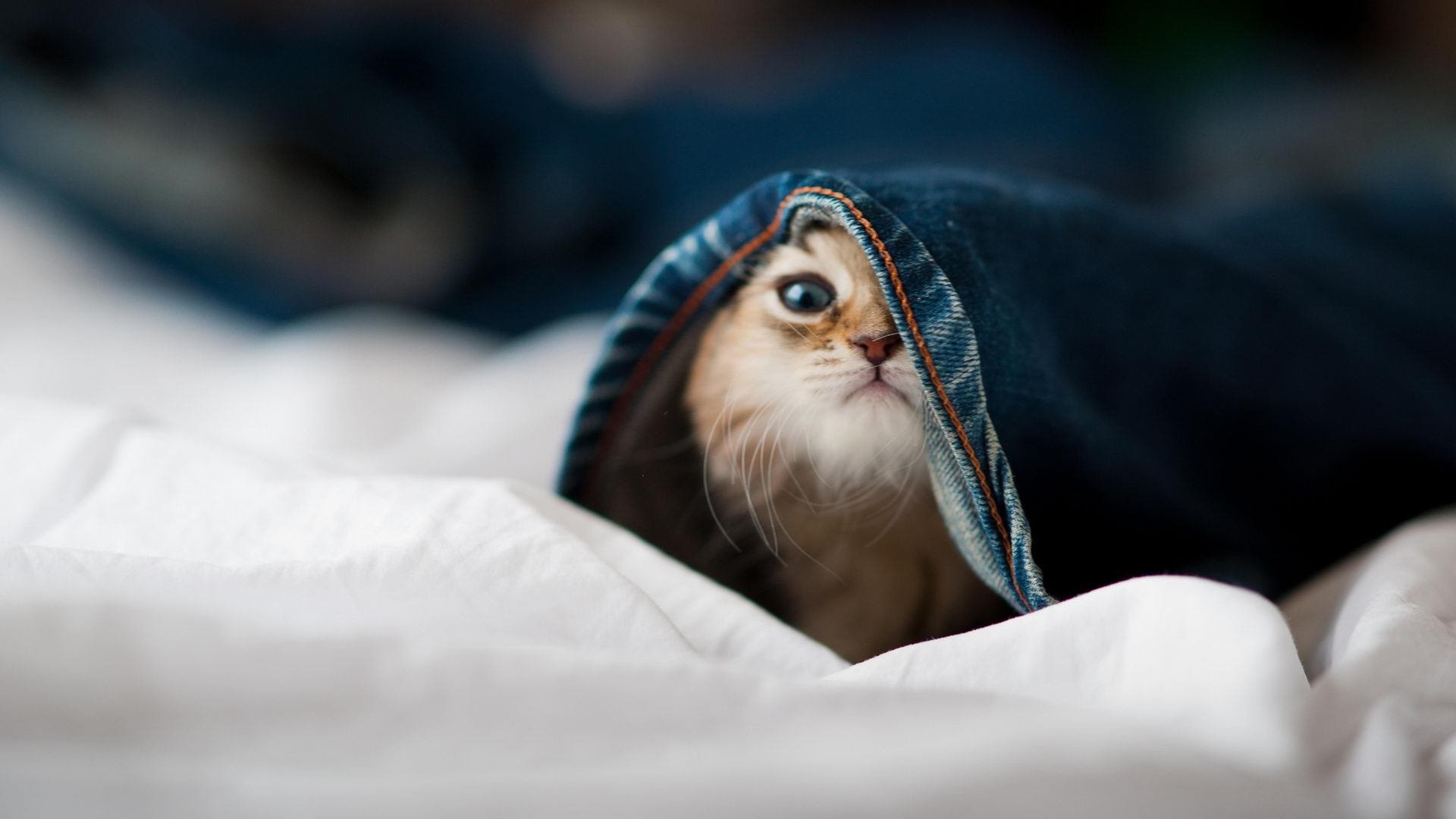 降维打击,当米切尔的火焰遇上凯尔特人的绿色风暴