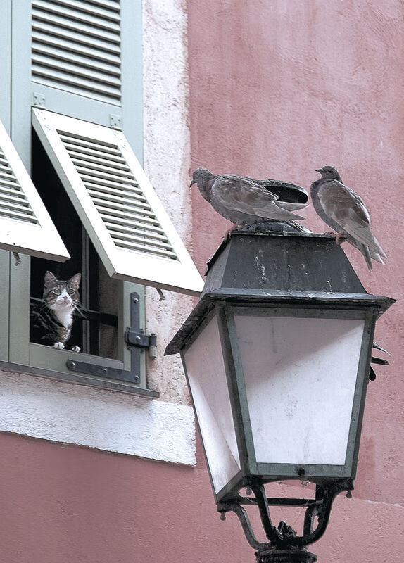 控速者，当篮球暂停与赛车轰鸣时，詹姆斯如何诠释两种唯一的统治力